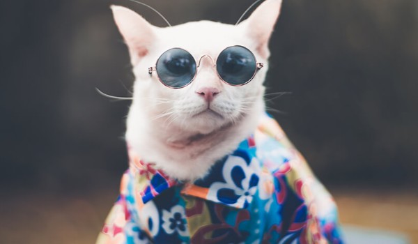 Jaką rasą kota jesteś?