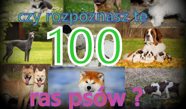 Czy rozpoznasz te 100 ras psów ?