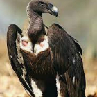 sempik.sempikiewski