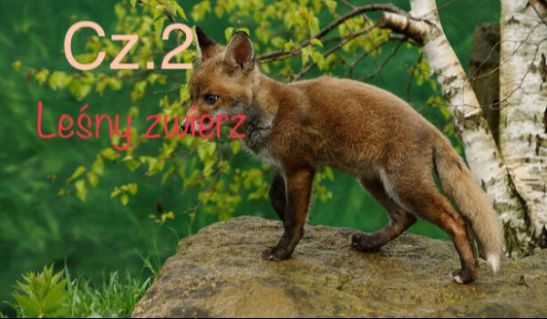 Leśny zwierz cz.2