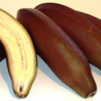 quizyBrownBannana