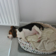 PiesBeagiel