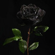 .Black..Rose.