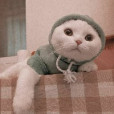 AestheticCat