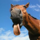 b.horse.love