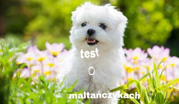 Test o maltańczykach