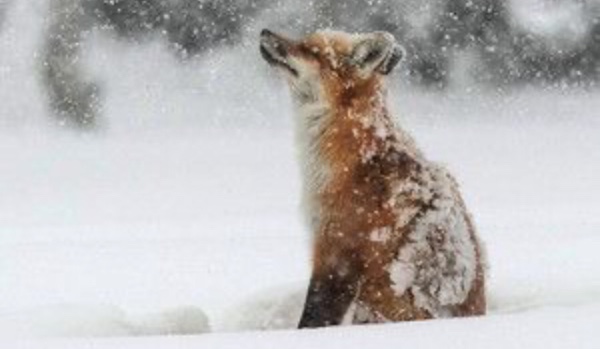 Czy rozpoznasz te zwierzęta pokryte śniegiem?