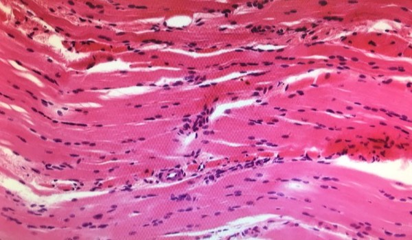 TKANKI ZWIERZĘCE 6B