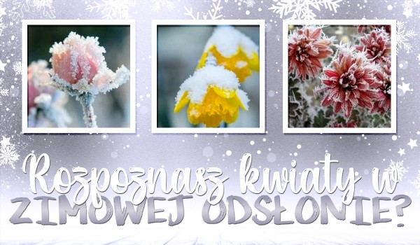 Rozpoznasz kwiaty w zimowej odsłonie?