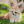 White_mouse