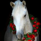 specjaly.Wymyslowska_Koniara