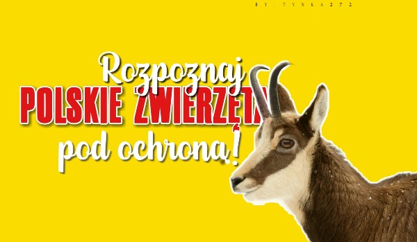 Rozpoznaj polskie zwierzęta pod ochroną!