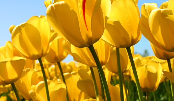 Pięć żywiołów-cz.4