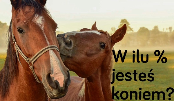 W ilu % jesteś koniem?