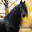 Blacky.Horse