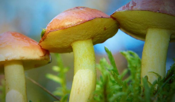 Test wiedzy o Grzybku