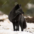 Zbieram--Powiadomienia