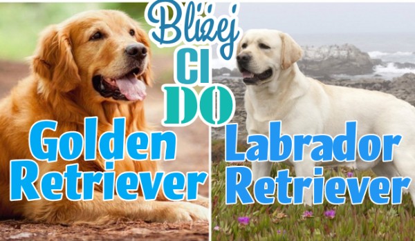 Bliżej Ci do Golden Retriever czy Labrador Retriever?