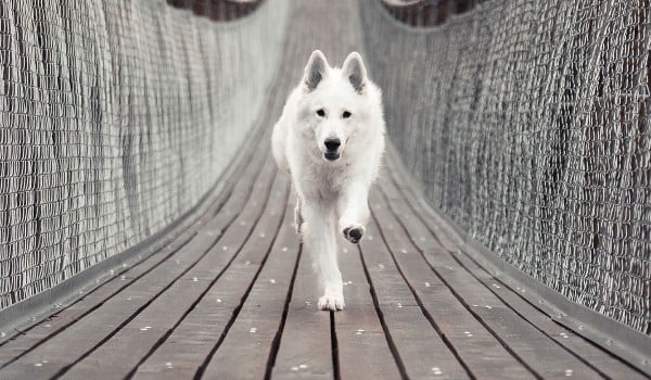 Jakim typem psa jesteś?