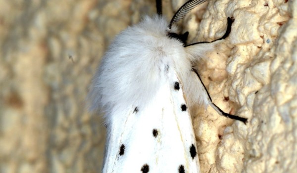 Zapisy do klanu Ćmy – otwarte