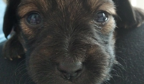 czy twój pies cię kocha