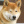shiba.