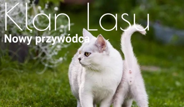 Klan Lasu|Nowy Przywódca|#17