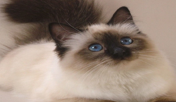 Serce Nakrapianej Nadzieji#2