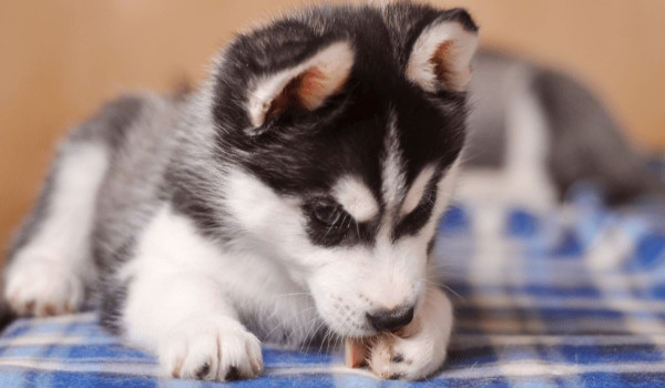 Ciekawostki o psach, rasa: Owczarek Podhalański