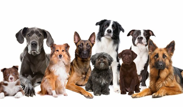 Czy rozpoznasz wszystkie rasy psów?