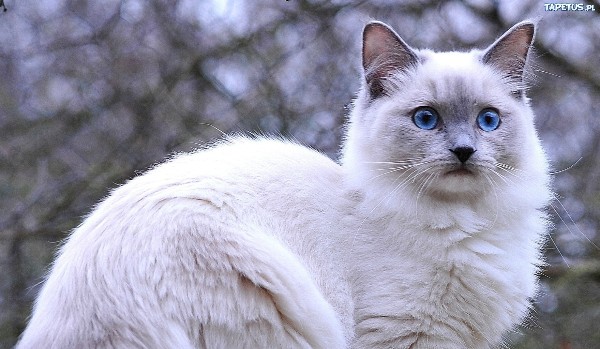 Generator imion w Wojownikach! #3