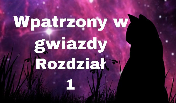 Wpatrzony w gwiazdy