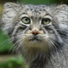 Manul