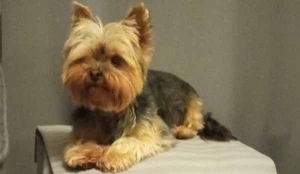 Jaką rasą psa jesteś