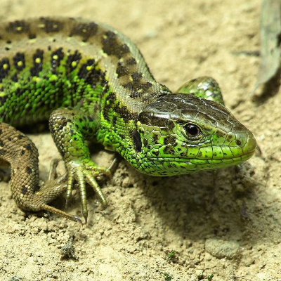 apple_lizard_zazu
