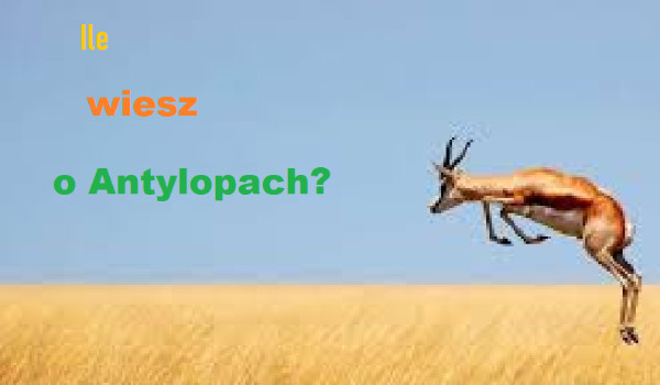 Ile wiesz o antylopach?