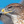 .Hawk..