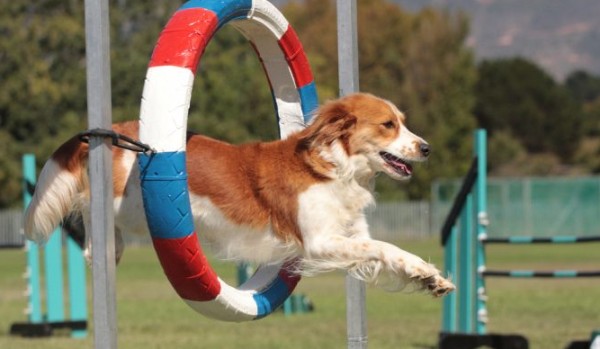 Czy rozpoznasz sporty dla psów po krótkim opisie?