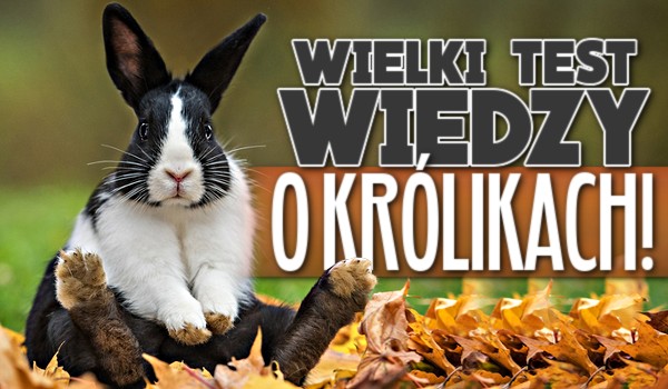 Wielki test wiedzy o królikach!