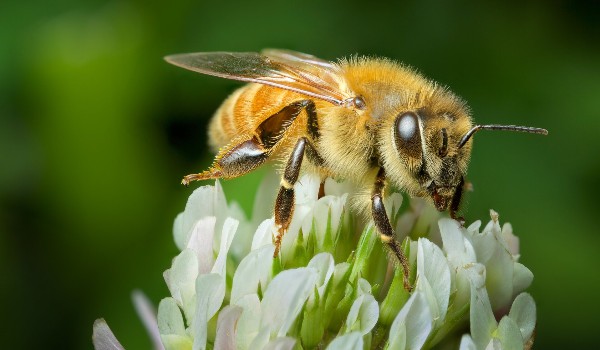 Stawonogi i mięczaki