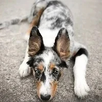 XxLove.DogsxX