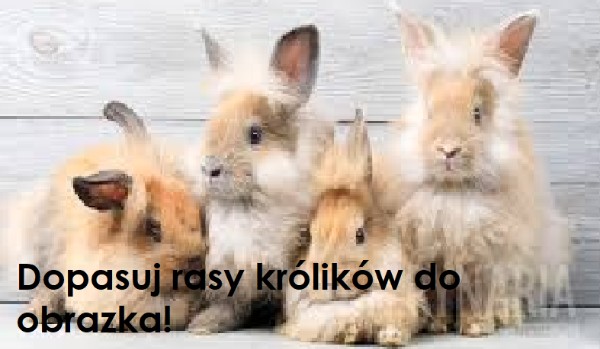 Dopasuj rasy królików do obrazka!