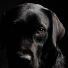 najlepszy.przyjeciel.pies