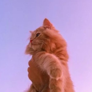 Lawendowy/a/e