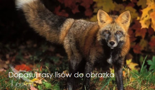 Dopasuj rasy lisów do obrazka