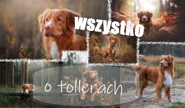Ile wiesz o Nova Scotia Duck Tolling Retrieverach?