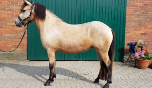 Opowiadanie o koniach