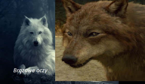 Brązowe oczy. część 1