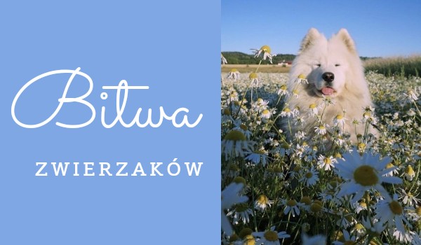 Bitwa zwierzaków |Info!!