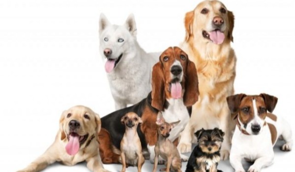 Czy znasz tę rasę psów?